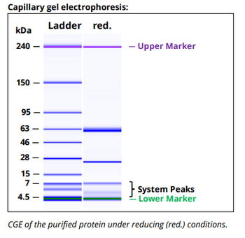 Mouse IgG2b k Isotype Control, Antibody