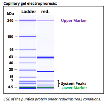 Mouse IgG2b k Isotype Control, Antibody