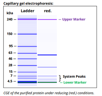Mouse IgG2A k Isotype Control, InVivoPure+