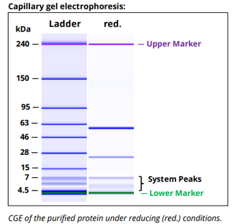 Mouse IgG2A k Isotype Control, InVivoPure