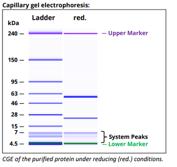 mStab1-1.26, InVivoPure+