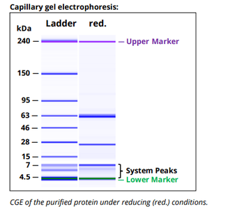 Mouse IgG2b k Isotype Control (MPC-11), InVivoPure