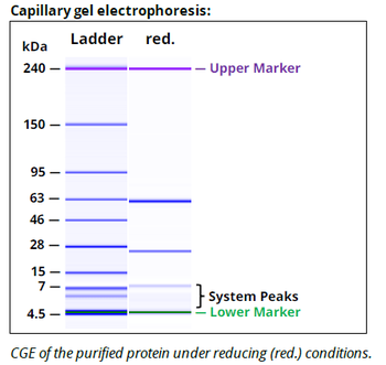 Rat IgG2b Isotype control, InVivoPure