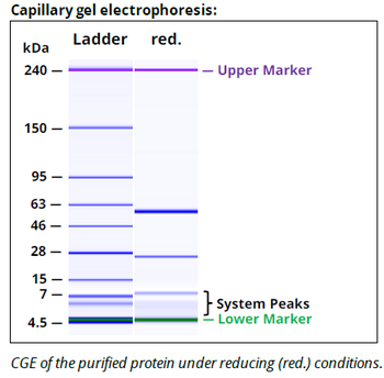 Rat IgG2a Isotype control, InVivoPure+