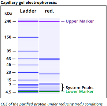 Rat IgG1a Isotype control, InVivoPure