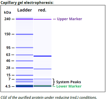CD47 mAb (B6H12.2), InVivoPure