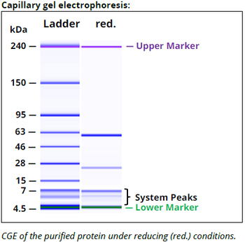 CD71 mAb (B3-25), InvivoPure