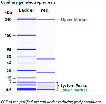 H-2kd/H-2D mAb (34-1-2S), InVivoPure