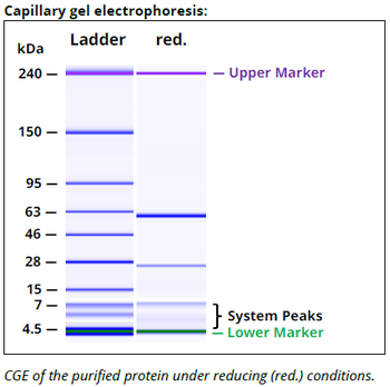 TGF-β mAb (1D11.16.8), InVivoPure+