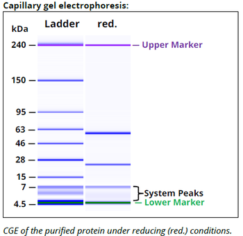 IFNAR-1 mAb (MAR1-5A3), InVivoPure