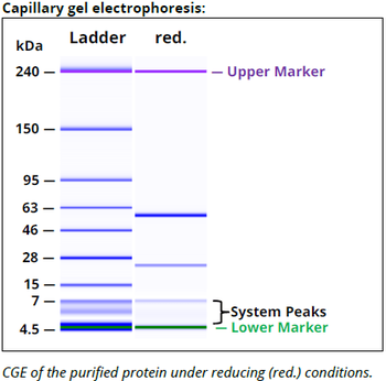 HLA-DQ mAb (SPV-L3), InVivoPure