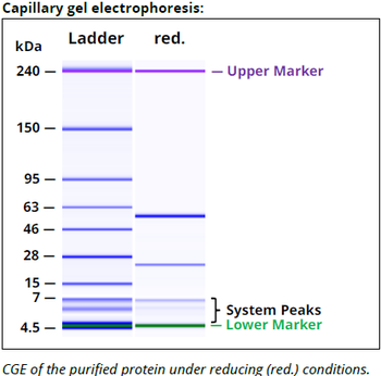 CD8β recAb (YTS156.7.7), InvivoPure+
