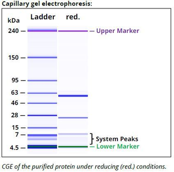 PD-1 mAb (RMP1-14), InVivoPure