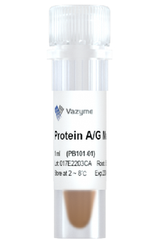 Vazyme - Protein A/G Magnetic Beads
