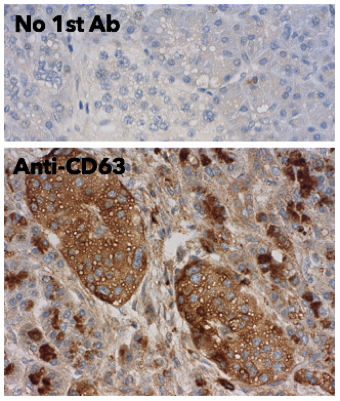 CD63 Antibody