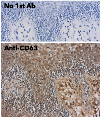 CD63 Antibody