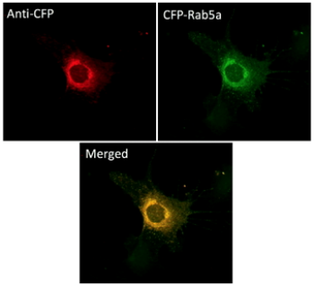 CFP Antibody