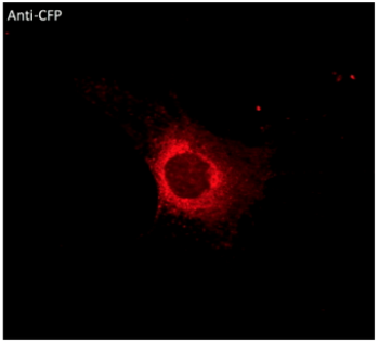 CFP Antibody