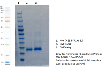 Bone Morphogenetic Protein 4, BMP4