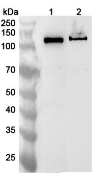 RAD21 Rabbit Polyclonal Antibody