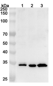 NSMCE2 Rabbit Polyclonal Antibody
