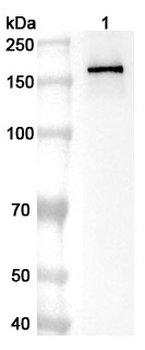 TJP2 Rabbit Polyclonal Antibody
