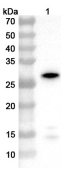 Nicotiana tabacum Endochitinase Rabbit Polyclonal Antibody