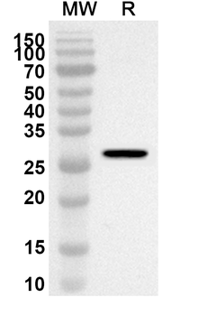 GPX2 Rabbit Polyclonal Antibody