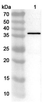 Salmonella schwarzengrund murG Rabbit Polyclonal Antibody
