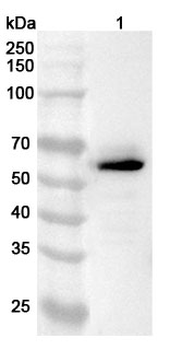 LUC7L3 Rabbit Polyclonal Antibody