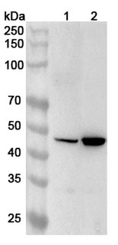 TRIB3 Rabbit Polyclonal Antibody