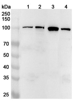 LONP1 Rabbit Polyclonal Antibody