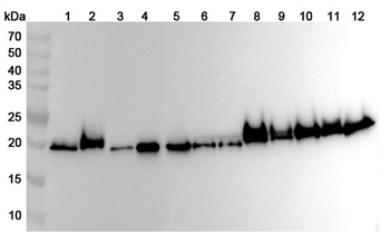 PEBP1 Rabbit Polyclonal Antibody