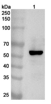 LPCAT1 Rabbit Polyclonal Antibody