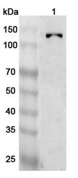 PTPRN2 Rabbit Polyclonal Antibody