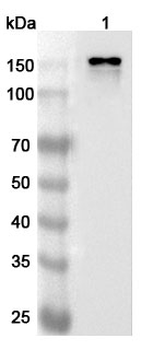 CEMIP-1 Rabbit Polyclonal Antibody