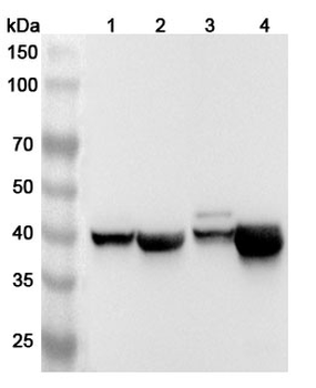 CKMT2 Rabbit Polyclonal Antibody