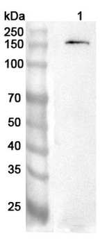 ENPP1 Rabbit Polyclonal Antibody