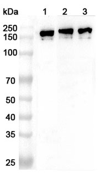 PLCB1 Rabbit Polyclonal Antibody