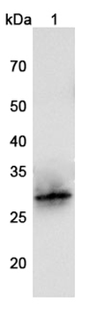 SFTPA1 Rabbit Polyclonal Antibody