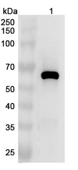 CD147/BSG Rabbit Polyclonal Antibody
