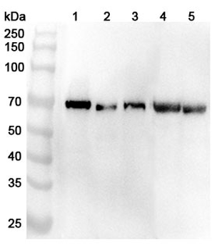 Bovine ALB Rabbit Polyclonal Antibody