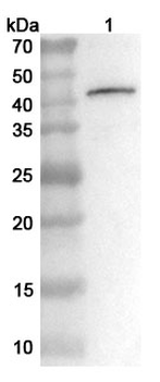 JEV Envelope protein E Rabbit Polyclonal Antibody
