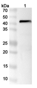 JEV Envelope protein E Rabbit Polyclonal Antibody