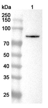 SMURF2 Rabbit Polyclonal Antibody