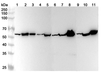 SMOX Rabbit Polyclonal Antibody