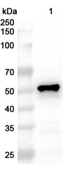 JEV NS3/Serine protease NS3 Rabbit Polyclonal Antibody