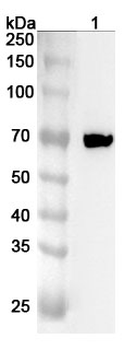 RIPK1 Rabbit Polyclonal Antibody