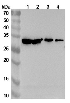 FADD Rabbit Polyclonal Antibody