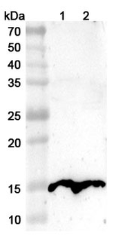 PVALB Rabbit Polyclonal Antibody